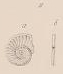 Operculina ammonea Leymerie, 1846 Operculina ammonea Leymerie, 1846