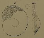 Heterostegina suborbicularis d'Orbigny in Fornasini, 1904