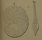 Heterostegina suborbicularis d'Orbigny in Fornasini, 1904