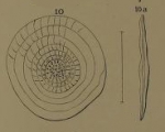 Assilina undata Orbigny, 1850 