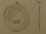 Assilina radiolata Orbigny, 1904