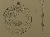 Assilina radiolata Orbigny, 1904 Assilina radiolata Orbigny, 1904