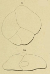 Polymorphina dilatata Orbigny, 1852