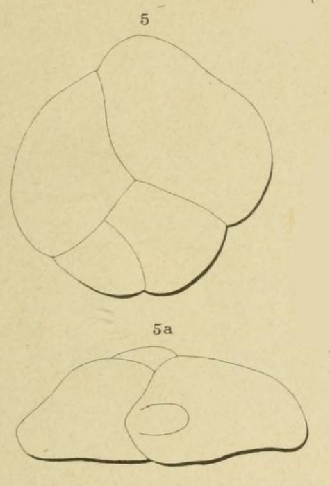 Polymorphina dilatata Orbigny, 1852 Polymorphina dilatata Orbigny, 1852