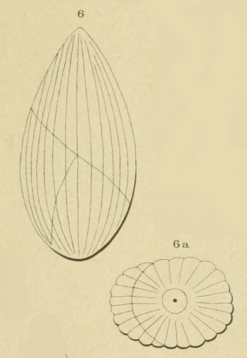 Globulina grateloupi d'Orbigny, 1852 Globulina grateloupi d'Orbigny, 1852
