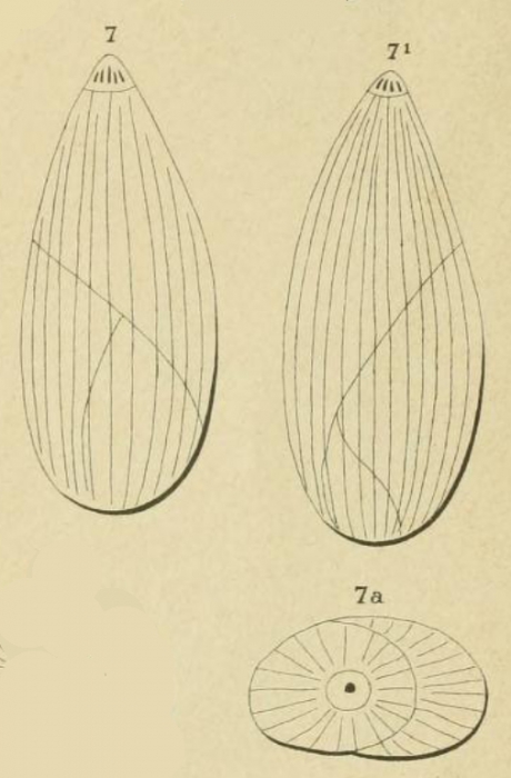 Polymorphina (Globuline) elongata d'Orbigny, 1826 Polymorphina (Globuline) elongata d'Orbigny, 1826