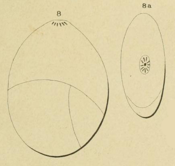 Globulina depressa Orbigny, 1850 Globulina depressa Orbigny, 1850