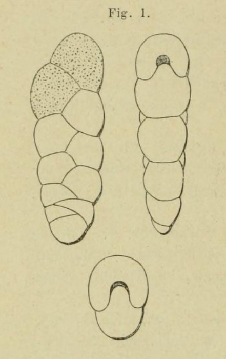 Textularia punctata d'Orbigny, 1852 Textularia punctata d'Orbigny, 1852