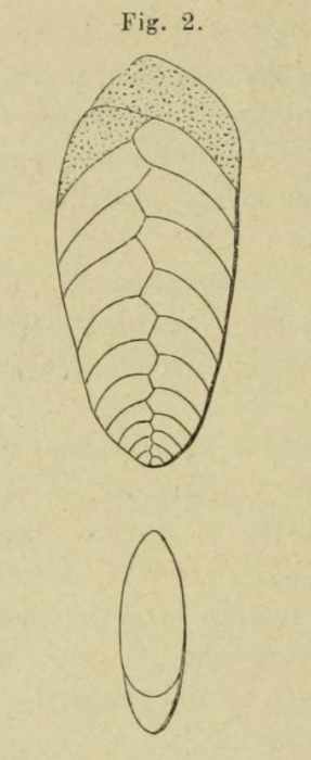 Textularia plana d'Orbigny, 1852 Textularia plana d'Orbigny, 1852
