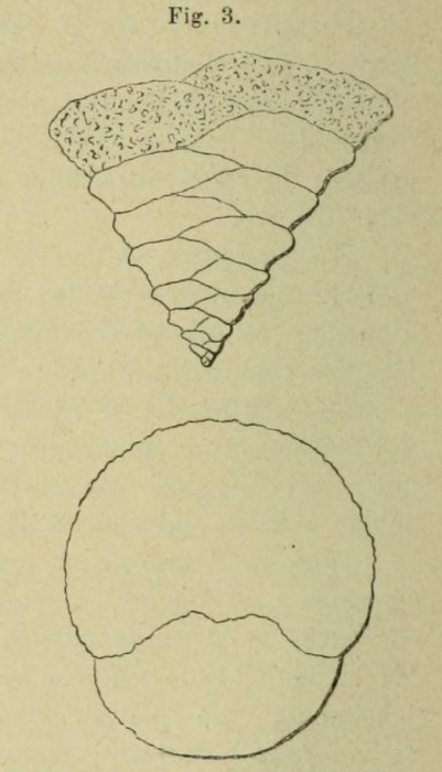Textularia trochoides Orbigny, 1852 Textularia trochoides Orbigny, 1852