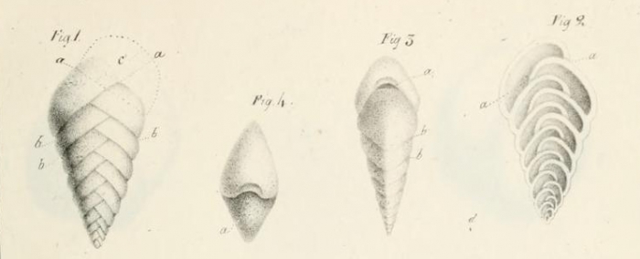 Textularia aciculata d'Orbigny, 1826 Textularia aciculata d'Orbigny, 1826