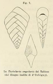 Textularia angularis d'Orbigny in Fornasini, 1887 Textularia angularis d'Orbigny in Fornasini, 1887