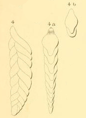 Textularia elongata Orbigny, 1852 Textularia elongata Orbigny, 1852