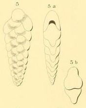 Textularia lobata d'Orbigny, 1852 Textularia lobata d'Orbigny, 1852