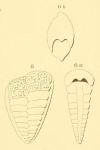 Textilaria marginata d'Orbigny in Fornasini, 1901