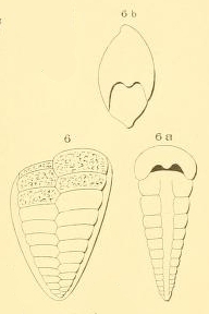 Textilaria marginata d'Orbigny in Fornasini, 1901 Textilaria marginata d'Orbigny in Fornasini, 1901