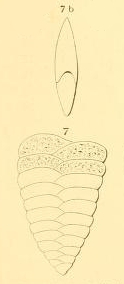Textularia lingula d'Orbigny, 1852 Textularia lingula d'Orbigny, 1852