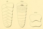 Textularia quadrangularis d'Orbigny, 1852
