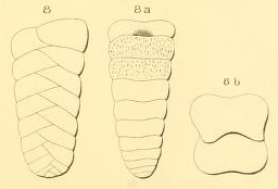 Textularia quadrangularis d'Orbigny, 1852 Textularia quadrangularis d'Orbigny, 1852