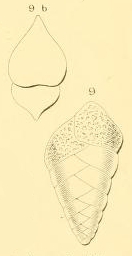 Textilaria communis d'Orbigny in Fornasini, 1901 Textilaria communis d'Orbigny in Fornasini, 1901