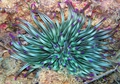 Hexacorallia