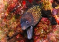 Anguilliformes
