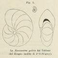 Nonionina polita d'Orbigny in Fornasini, 1902, author: Le Coze, Franis