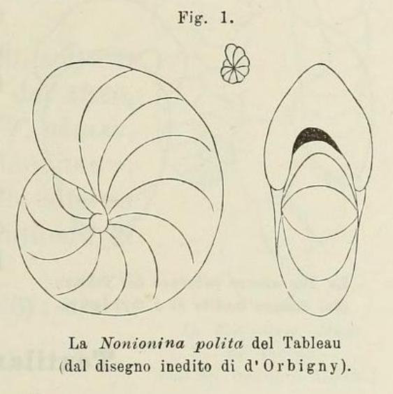 Nonionina polita d'Orbigny in Fornasini, 1902 Nonionina polita d'Orbigny in Fornasini, 1902