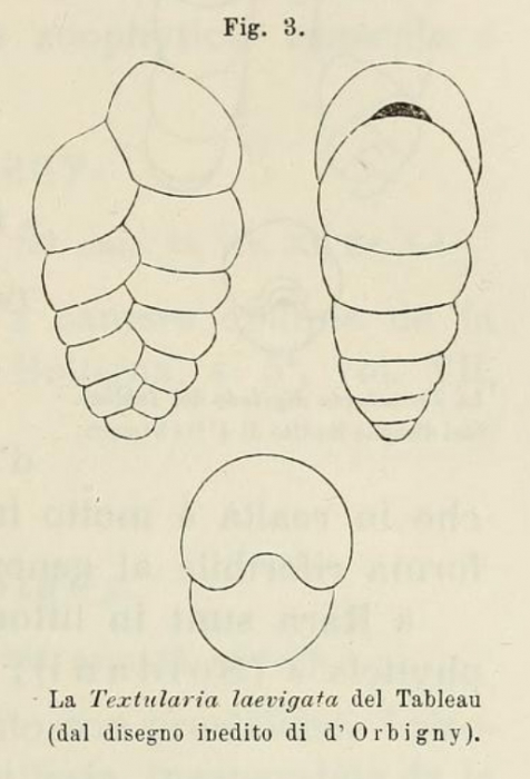 Textularia laevigata d'Orbigny, 1826 Textularia laevigata d'Orbigny, 1826