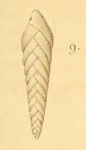Textularia pygmaea d'Orbigny in Deshayes, 1828