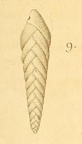 Textularia pygmaea d'Orbigny in Deshayes, 1828 Textularia pygmaea d'Orbigny in Deshayes, 1828