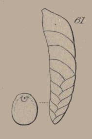 Bigenerina digitata d'Orbigny in Parker, Jones & Brady, 1865 Bigenerina digitata d'Orbigny in Parker, Jones & Brady, 1865