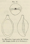 Biloculina longirostra d'Orbigny in Fornasini, 1902