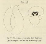 Chromista - Foraminifera (foraminifers)