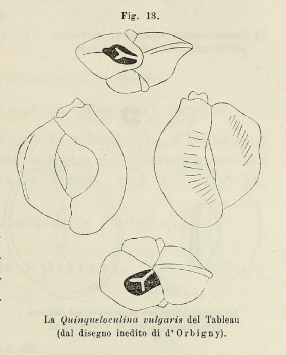 Quinqueloculina vulgaris d'Orbigny, 1826 Quinqueloculina vulgaris d'Orbigny, 1826