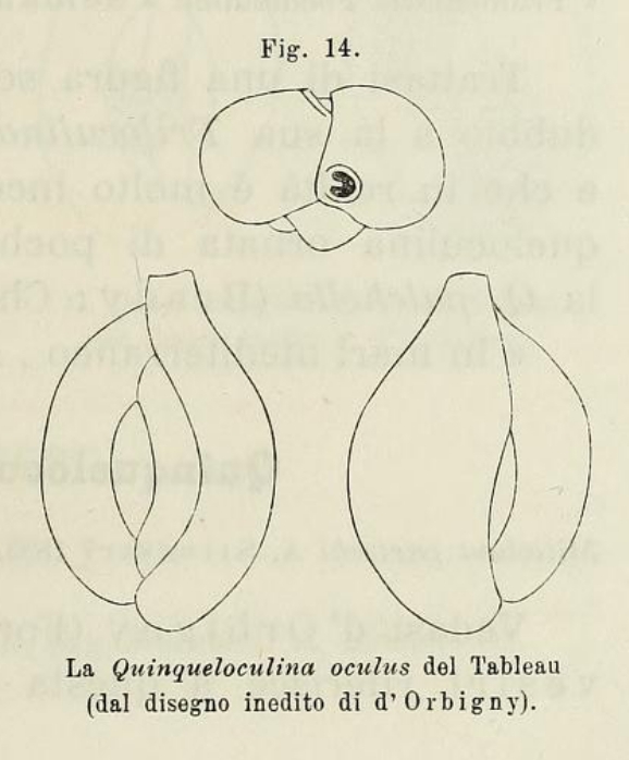Quinqueloculina oculus d'Orbigny in Terquem, 1878 Quinqueloculina oculus d'Orbigny in Terquem, 1878