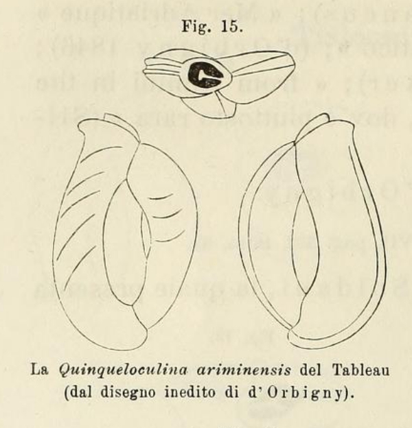 Quinqueloculina ariminensis d'Orbigny in Fornasini, 1902 Quinqueloculina ariminensis d'Orbigny in Fornasini, 1902