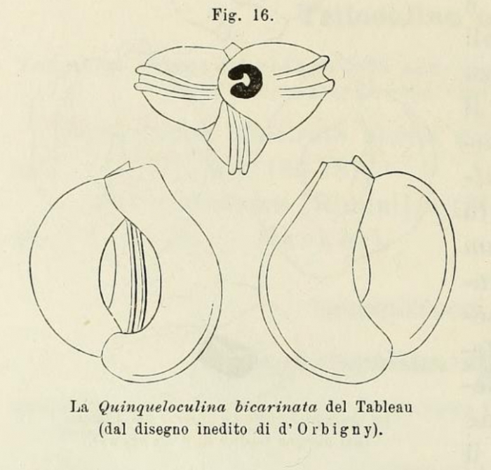 Quinqueloculina bicarinata d'Orbigny in Terquem, 1878 Quinqueloculina bicarinata d'Orbigny in Terquem, 1878