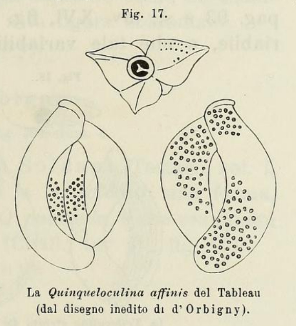Quinqueloculina affinis d'Orbigny in Fornasini, 1902 Quinqueloculina affinis d'Orbigny in Fornasini, 1902