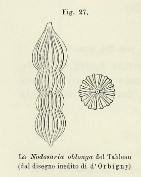 Nodosaria oblonga d'Orbigny in Fornasini, 1902 Nodosaria oblonga d'Orbigny in Fornasini, 1902