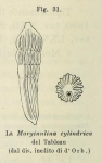 Marginulina cylindrica d'Orbigny in Fornasini, 1902