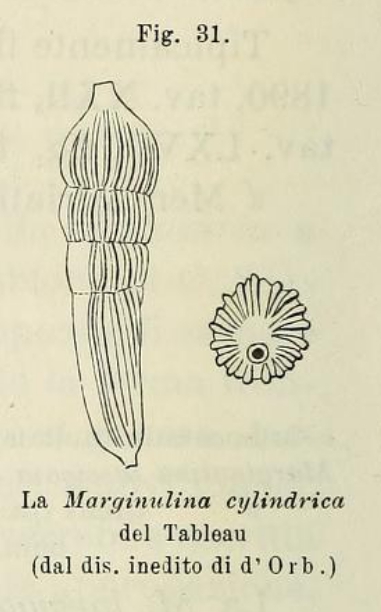 Marginulina cylindrica d'Orbigny in Fornasini, 1902 Marginulina cylindrica d'Orbigny in Fornasini, 1902