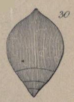 Nodosaria (Glandulina) glans d'Orbigny in Parker, Jones & Brady, 1865 Nodosaria (Glandulina) glans d'Orbigny in Parker, Jones & Brady, 1865