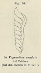 Vaginulina caudata d'Orbigny, 1826