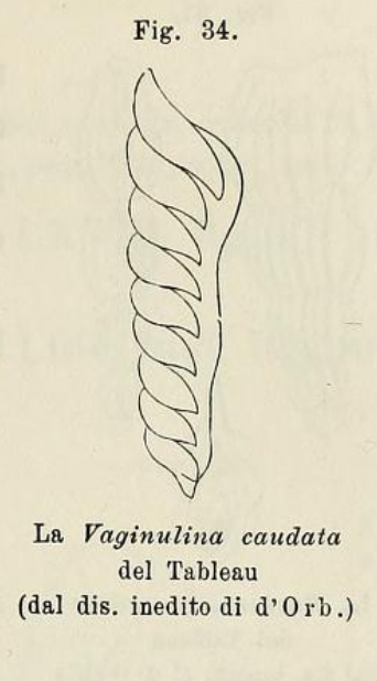 Vaginulina caudata d'Orbigny, 1826 Vaginulina caudata d'Orbigny, 1826