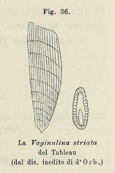 Vaginulina striata d'Orbigny, 1826 Vaginulina striata d'Orbigny, 1826