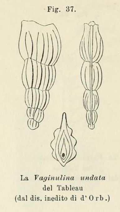 Vaginulina undata d'Orbigny in Fornasini, 1902 Vaginulina undata d'Orbigny in Fornasini, 1902