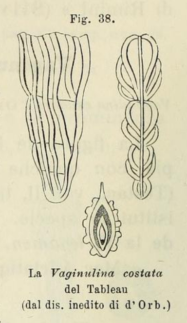 Vaginulina costata d'Orbigny in Fornasini, 1902 Vaginulina costata d'Orbigny in Fornasini, 1902