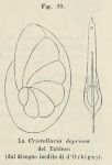 Cristellaria depressa d'Orbigny in Fornasini, 1902