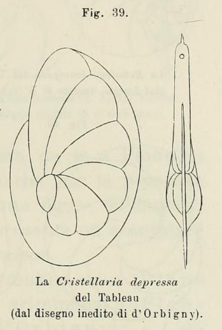 Cristellaria depressa d'Orbigny in Fornasini, 1902 Cristellaria depressa d'Orbigny in Fornasini, 1902